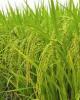 Kết quả nghiên cứu chọn tạo thành công giống lúa chất lượng cao VT-NA2