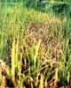 Kết quả nghiên cứu bước đầu về nhện gié hại lúa