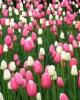 Cánh đồng bạt ngàn hoa tulip