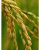 Ebook Cơ sở di truyền tính chống chịu đối với thiệt hại do môi trường của cây lúa: Phần 1